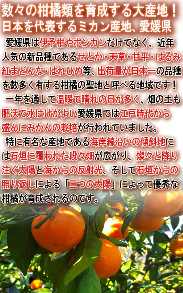 愛媛 みかん