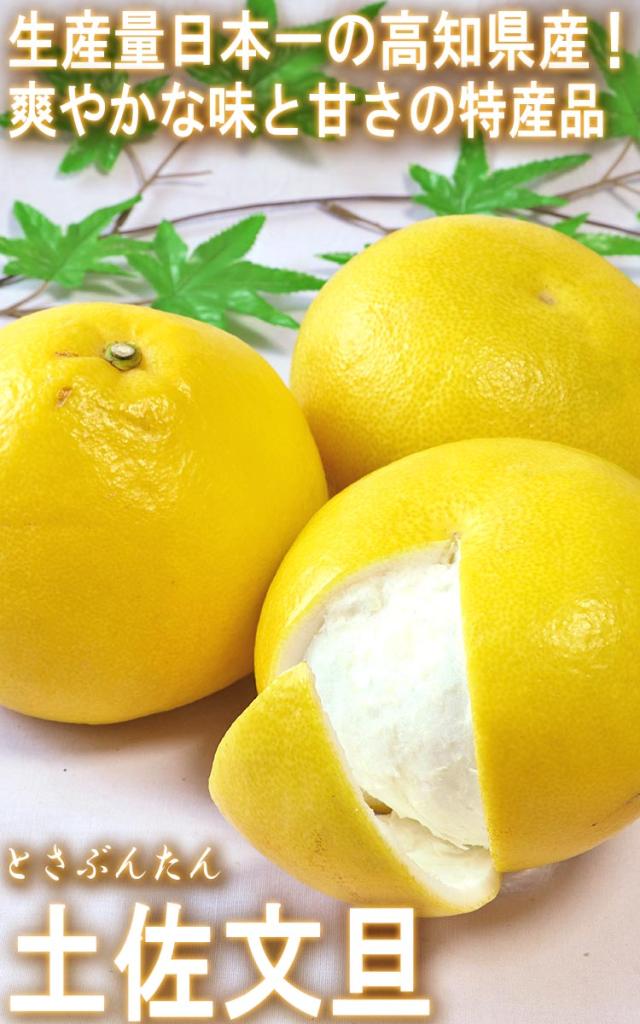 土佐文旦 果物