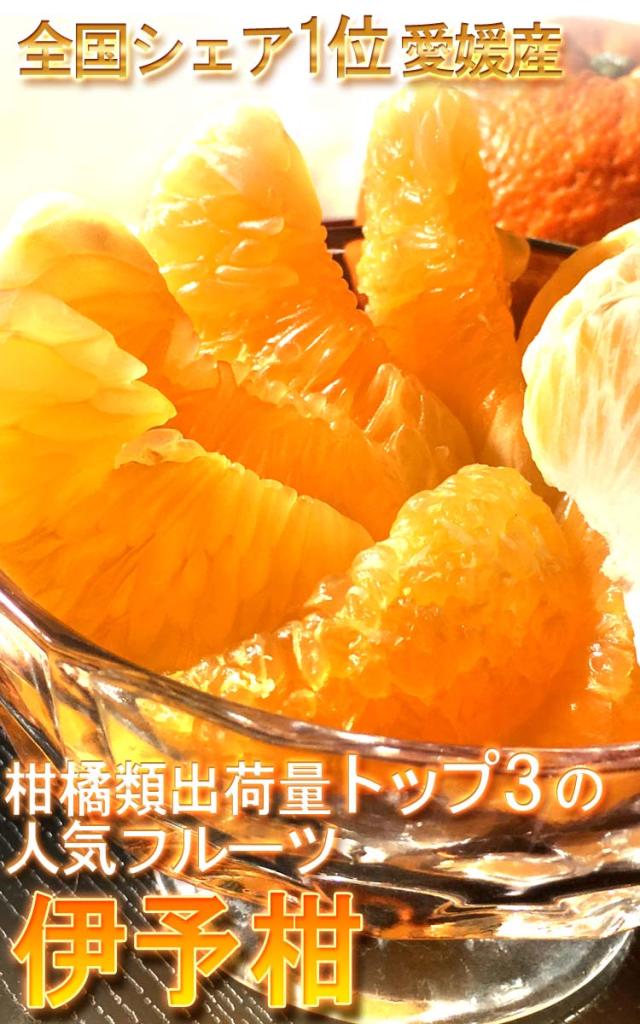 伊予柑 通販