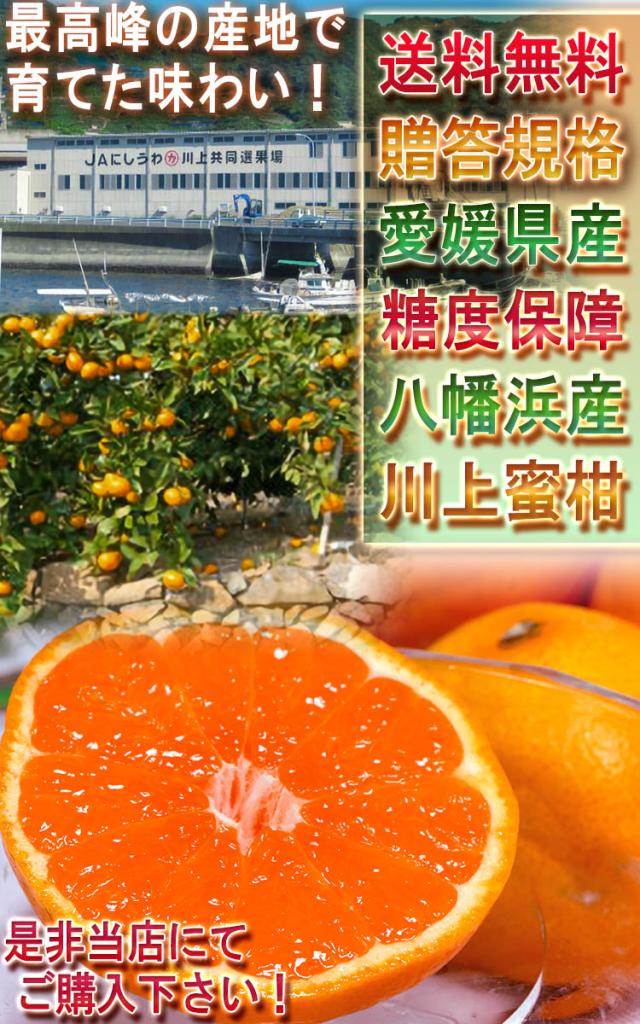 愛媛 直送