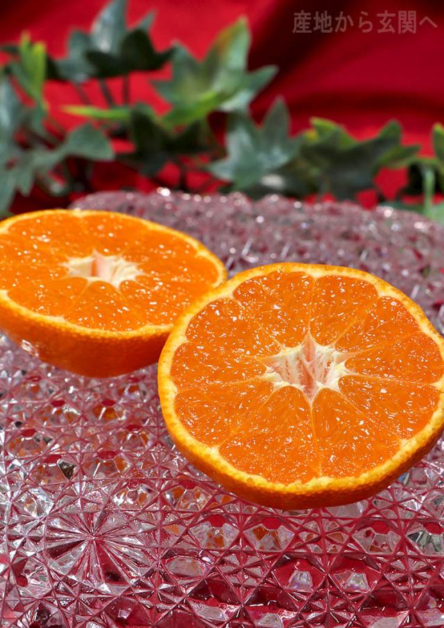 愛媛 ブランド 蜜柑