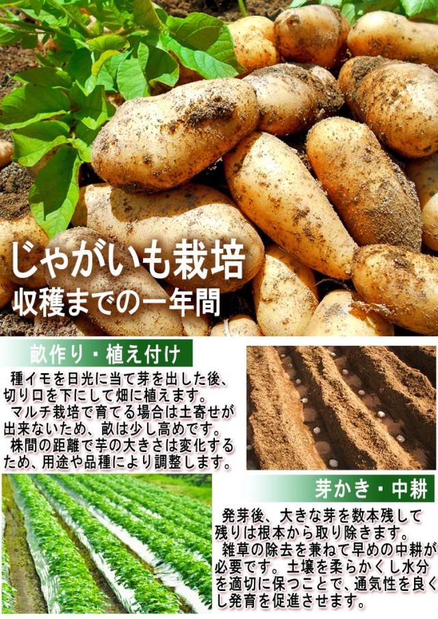 じゃがいも 通販