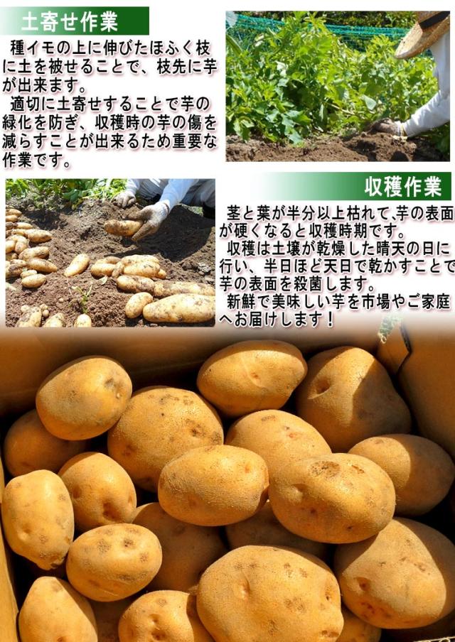 送料無料 野菜