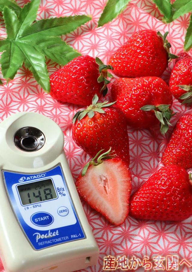 高糖度 いちご