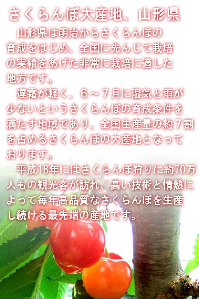 さくらんぼ ギフト