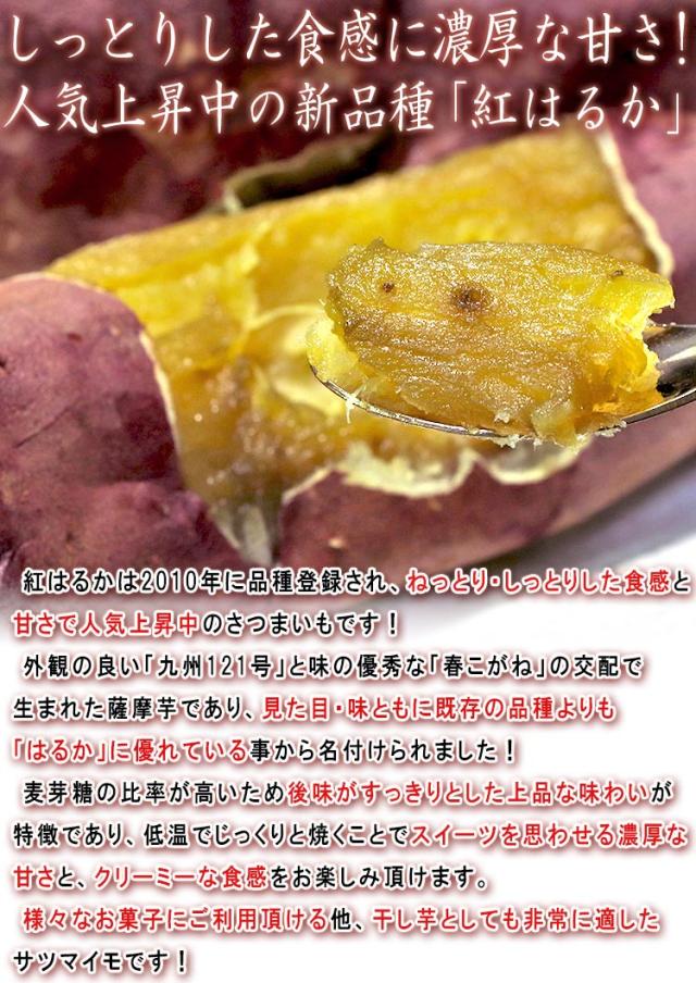 紅はるか サツマイモ
