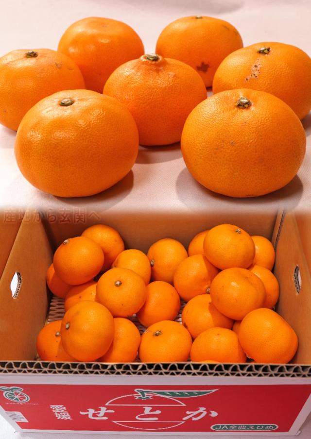 タンゴール せとか