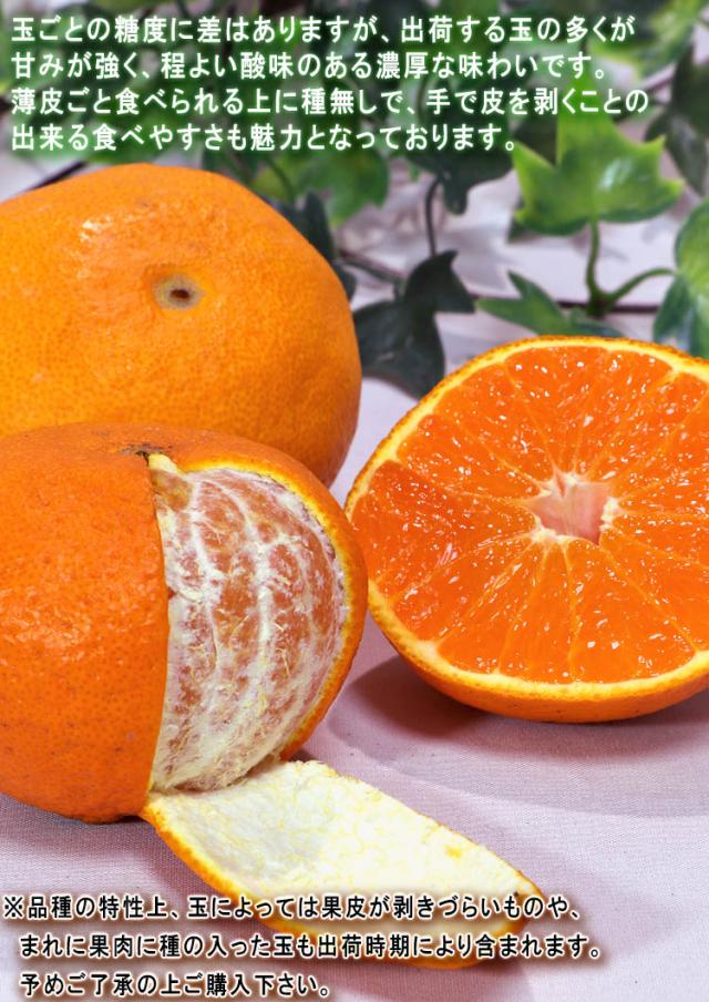 タンゴール 熊本