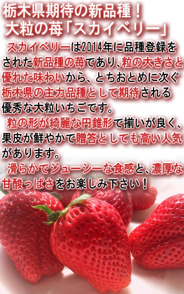 いちご 大粒