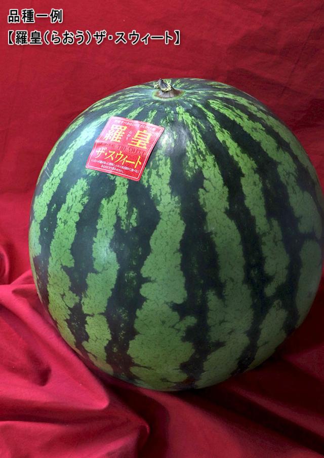 羅皇ザ・スウィート 西瓜