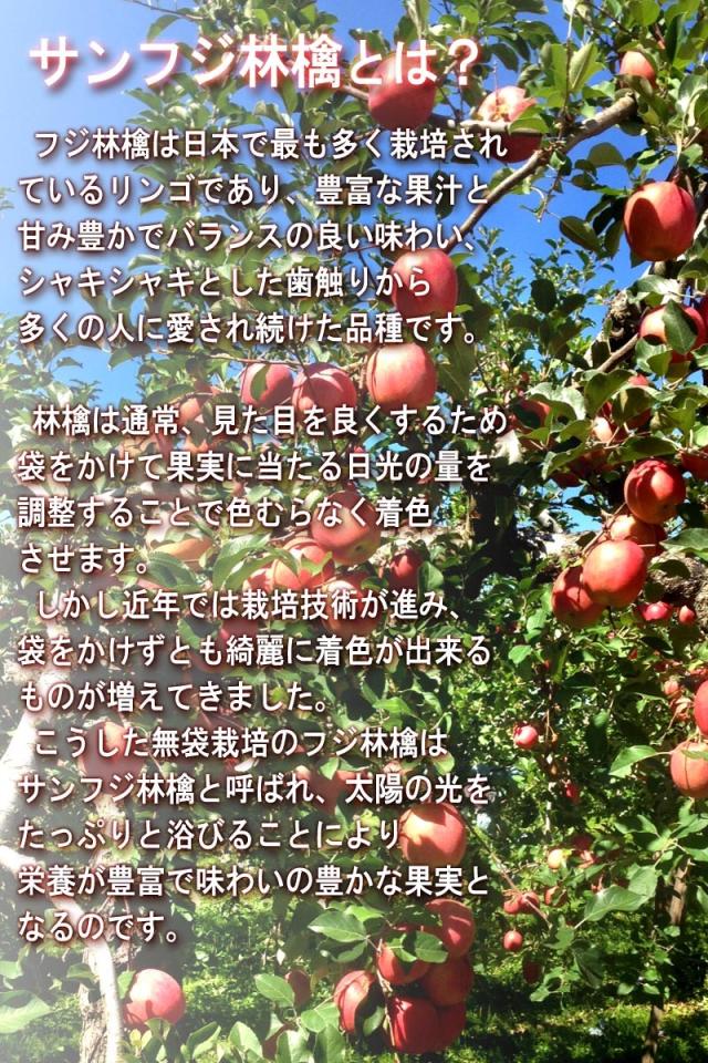 フジ林檎 送料無料