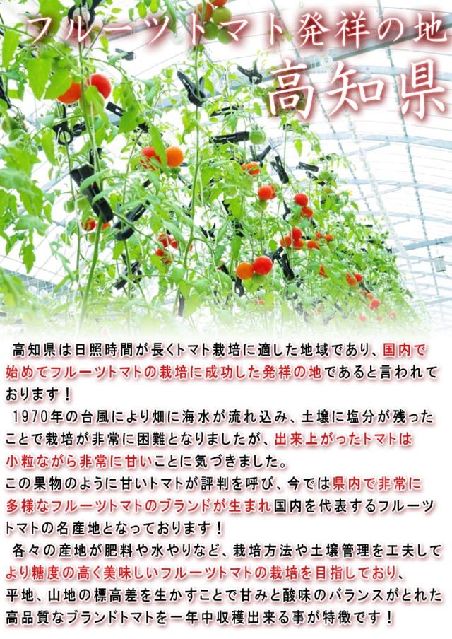 高知県 フルーツトマト