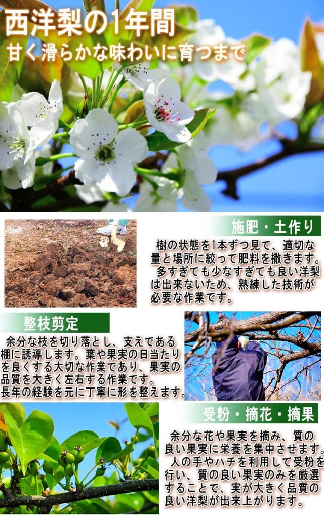 洋ナシ ラ・フランス