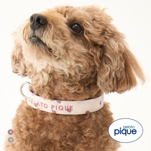 ｼﾞｪﾗｰﾄﾋﾟｹ