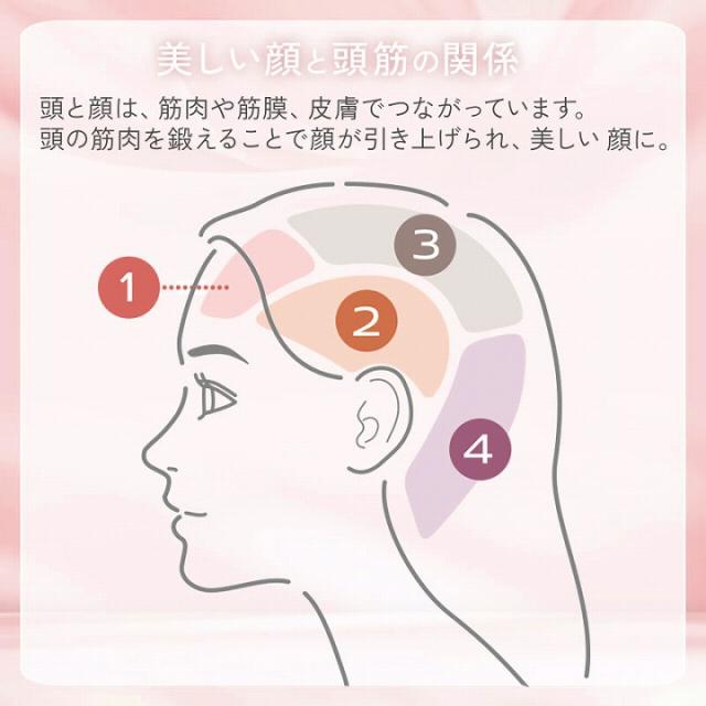 美しい顔と頭筋の関係