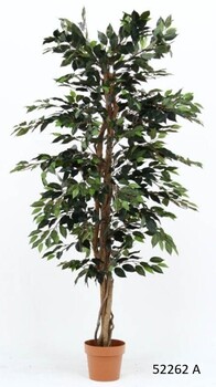 観葉植物 フィカス 1124 A B 送料無料-1