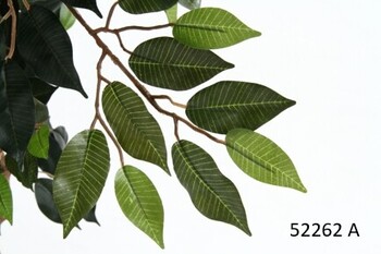 観葉植物 フィカス 1124 A B 送料無料-2