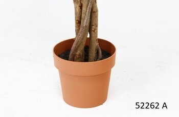 観葉植物 フィカス 1124 A B 送料無料-3