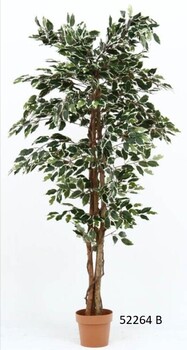 観葉植物 フィカス 1124 A B 送料無料-4