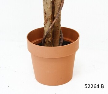 観葉植物 フィカス 1124 A B 送料無料-6