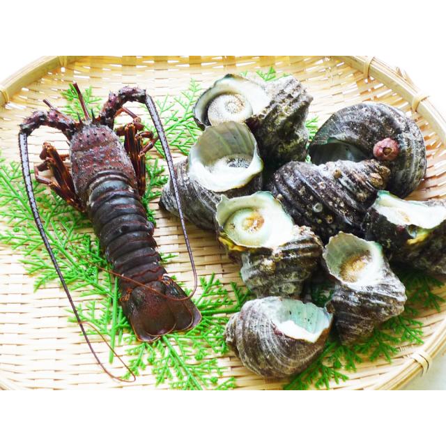 徳島 天然伊勢海老と天然サザエ詰合せ 送料無料-3