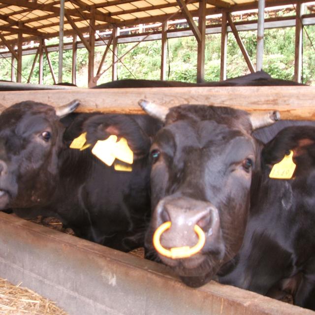 滋賀 徳志満 近江牛焼肉用 580g バラ ギフト対応可 送料無料-5