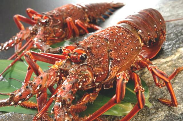 徳島 吟月 天然冷凍伊勢海老 ２尾 送料無料-2