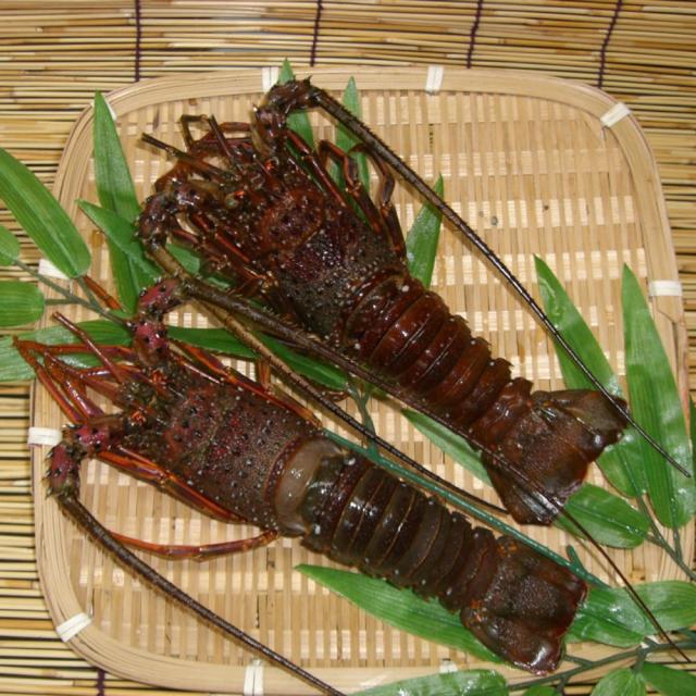 徳島 吟月 天然冷凍伊勢海老 ２尾 送料無料-3