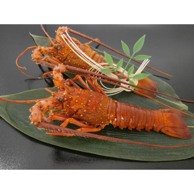 徳島 吟月 伊勢海老の塩蒸し 送料無料-2