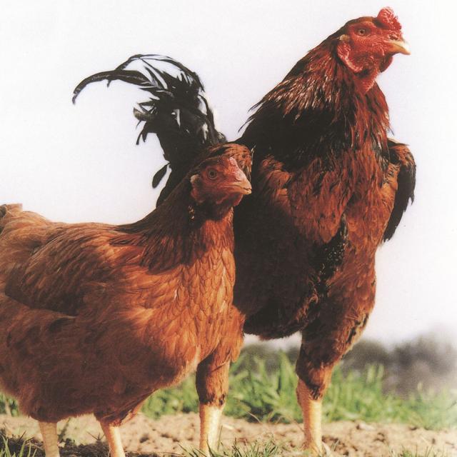 福島 川俣シャモ詰め合せ サイコロステーキ300g ソーセージ160g ギフト対応可 送料無料-1