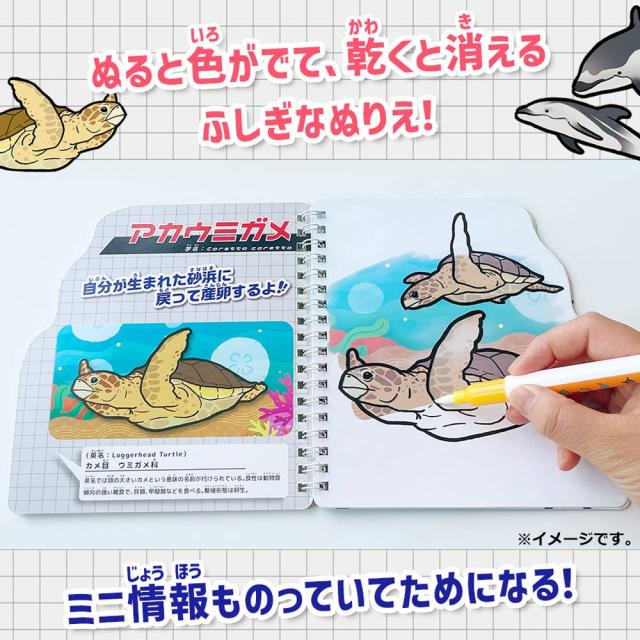 水ぬりえ 海のいきもの図鑑 3個セット 送料無料-5