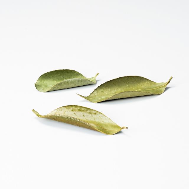 和食器 国産 乾燥 椿の葉舟 10個入 日本製 2セット 送料無料-2