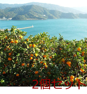 小林果園 甘みぎゅっと凍らせ蜜柑 3袋 2個セット 送料無料-6