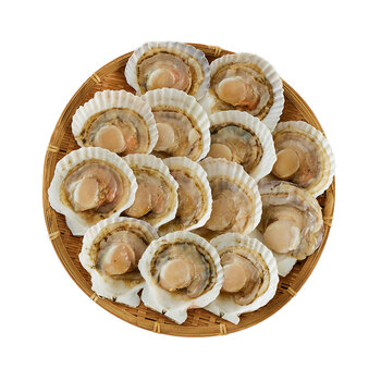 北海道産 帆立片貝 14枚 送料無料-1