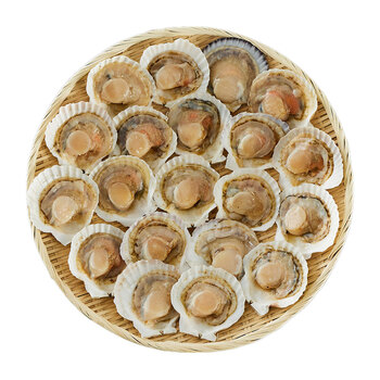 北海道産 帆立片貝 20枚 送料無料-1