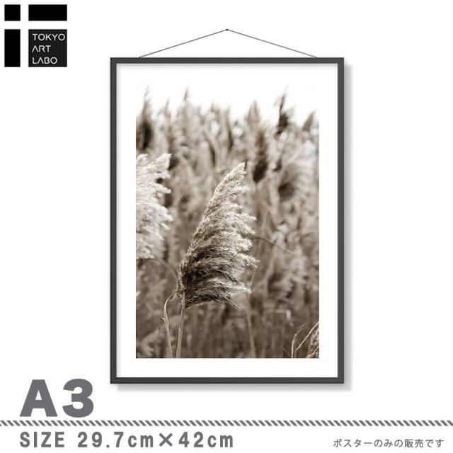 アートポスター A3 余白バランスがおしゃれA3 A3 北欧 モダン 絵 ナチュラル ベージュ パンパスグラス 送料無料-2