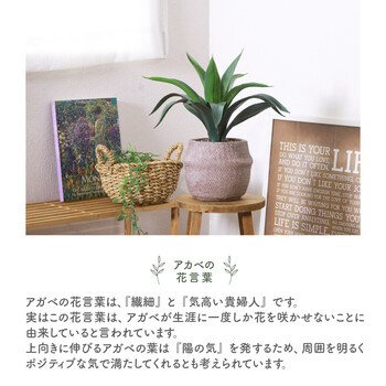 フェイクグリーン アガベ セメントポット 送料無料-3