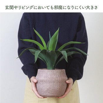 フェイクグリーン アガベ セメントポット 送料無料-5