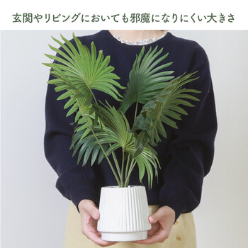 フェイクグリーン パナマソウ セラミックポット 送料無料-5