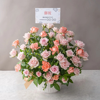 ホシファーム 薔薇の御祝アレンジメント スイート 送料無料-1