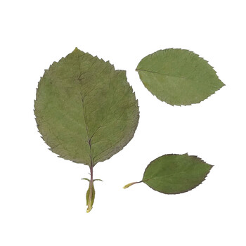 国産 乾燥 薔薇 花びら 葉 50枚入 日本製 送料無料-2