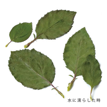 国産 乾燥 薔薇 花びら 葉 50枚入 日本製 送料無料-4