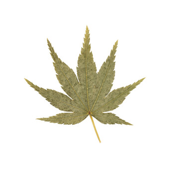 国産 乾燥紅葉 100枚入 青 赤 日本製 送料無料-1