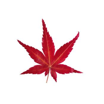 国産 乾燥紅葉 100枚入 青 赤 日本製 送料無料-2