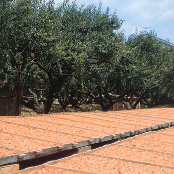 和歌山 紀州南高梅 梅満開 うす塩味 塩分6% 400g ギフト対応可 送料無料-1