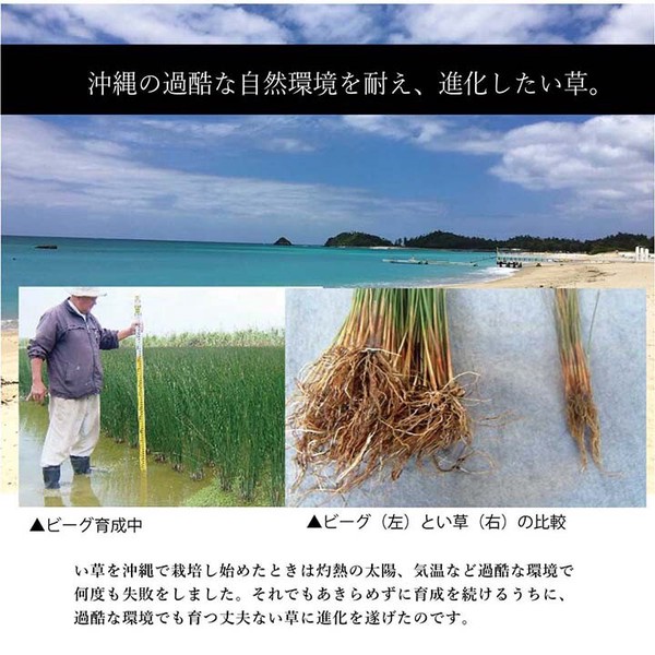 ラグ マット 約191×250cm い草 夏用 沖縄ビーグ 送料無料-7