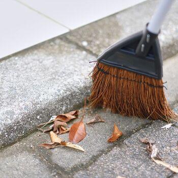 コンドルちょこっとホウキ シダ 5個セット 送料無料 即日発送-2