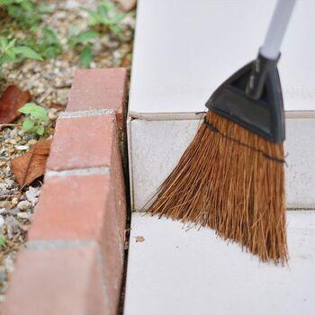 コンドルちょこっとホウキ シダ 5個セット 送料無料 即日発送-4