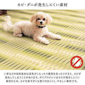 ラグ 洗える ござ 日本製 国産 カーペット 丈夫 除菌スプレー対応 敷詰 ラグ 敷物  江戸間4.5畳 約261×261cm ベージュ グリーン 送料無料-6